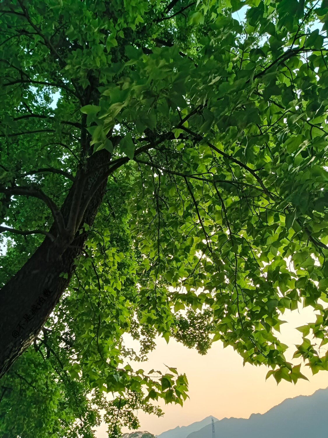 Green Canopy
