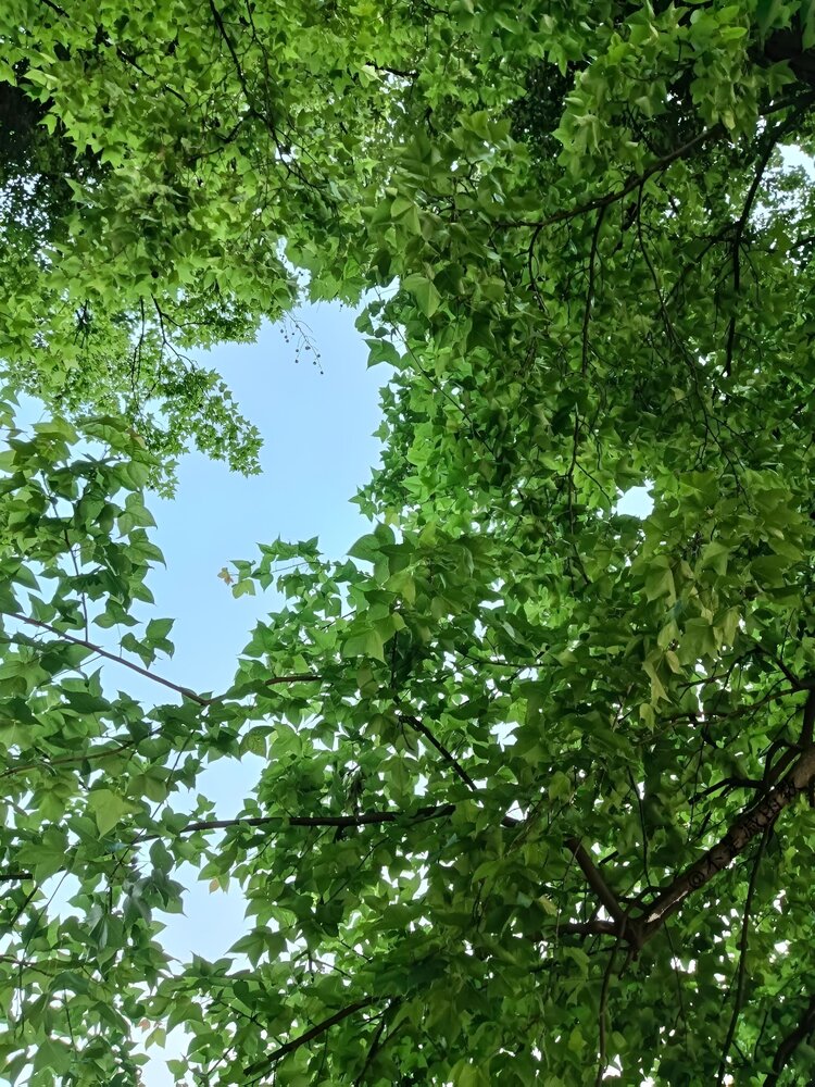 A Window to the Sky