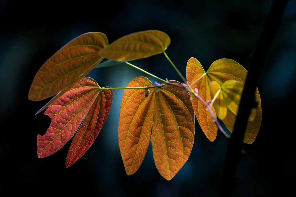 The beauty of Nature