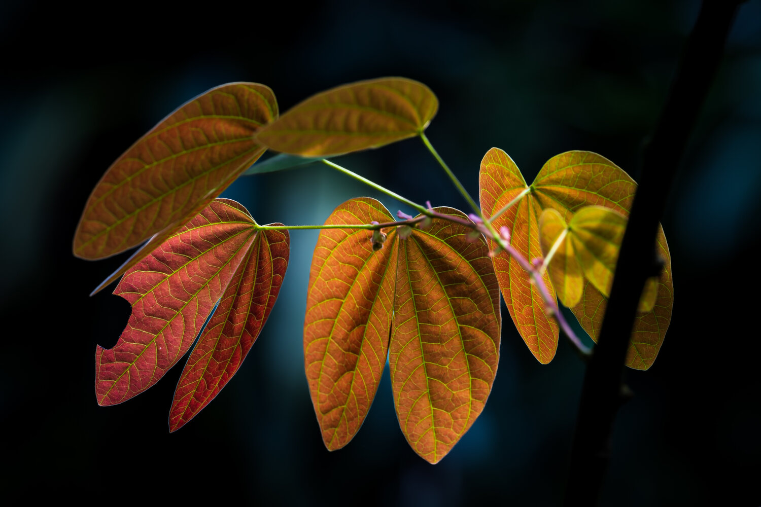 The beauty of Nature