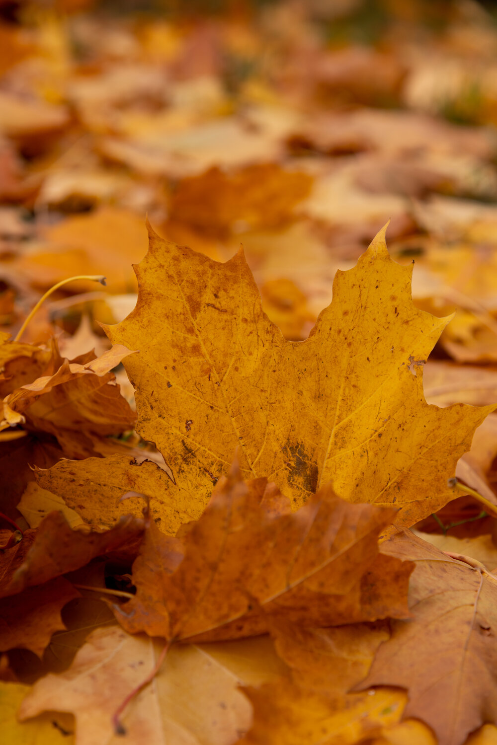 Photo #14084323
