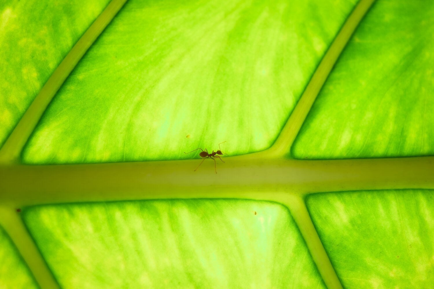 Photo #14084331