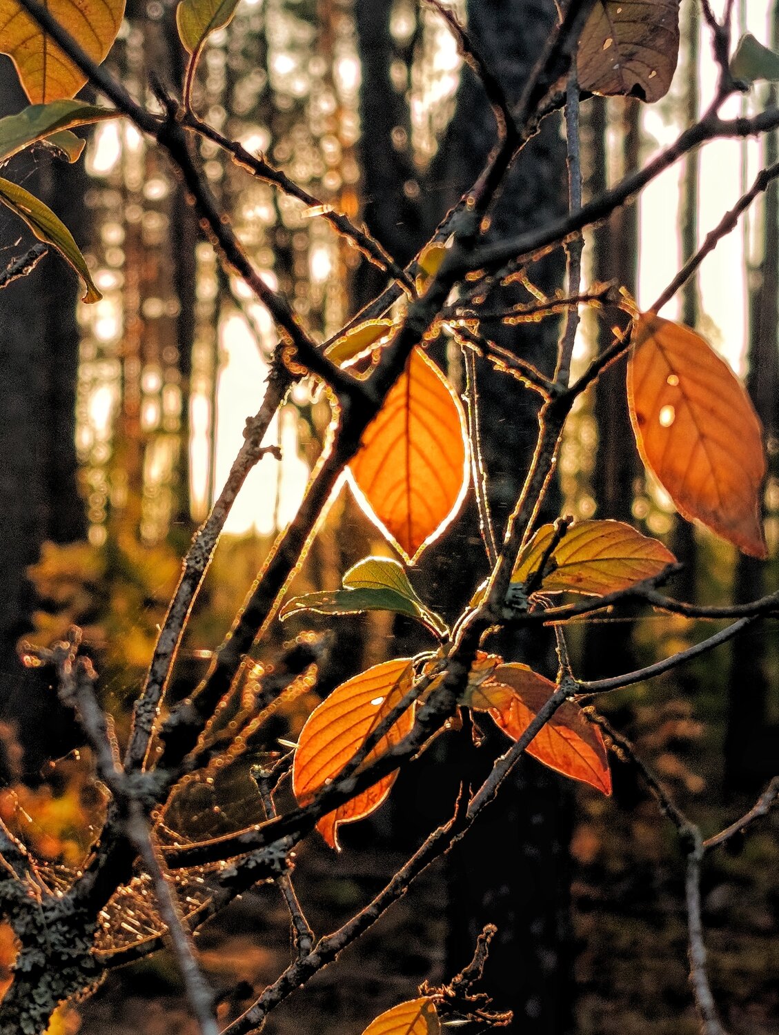 Photo #14084461