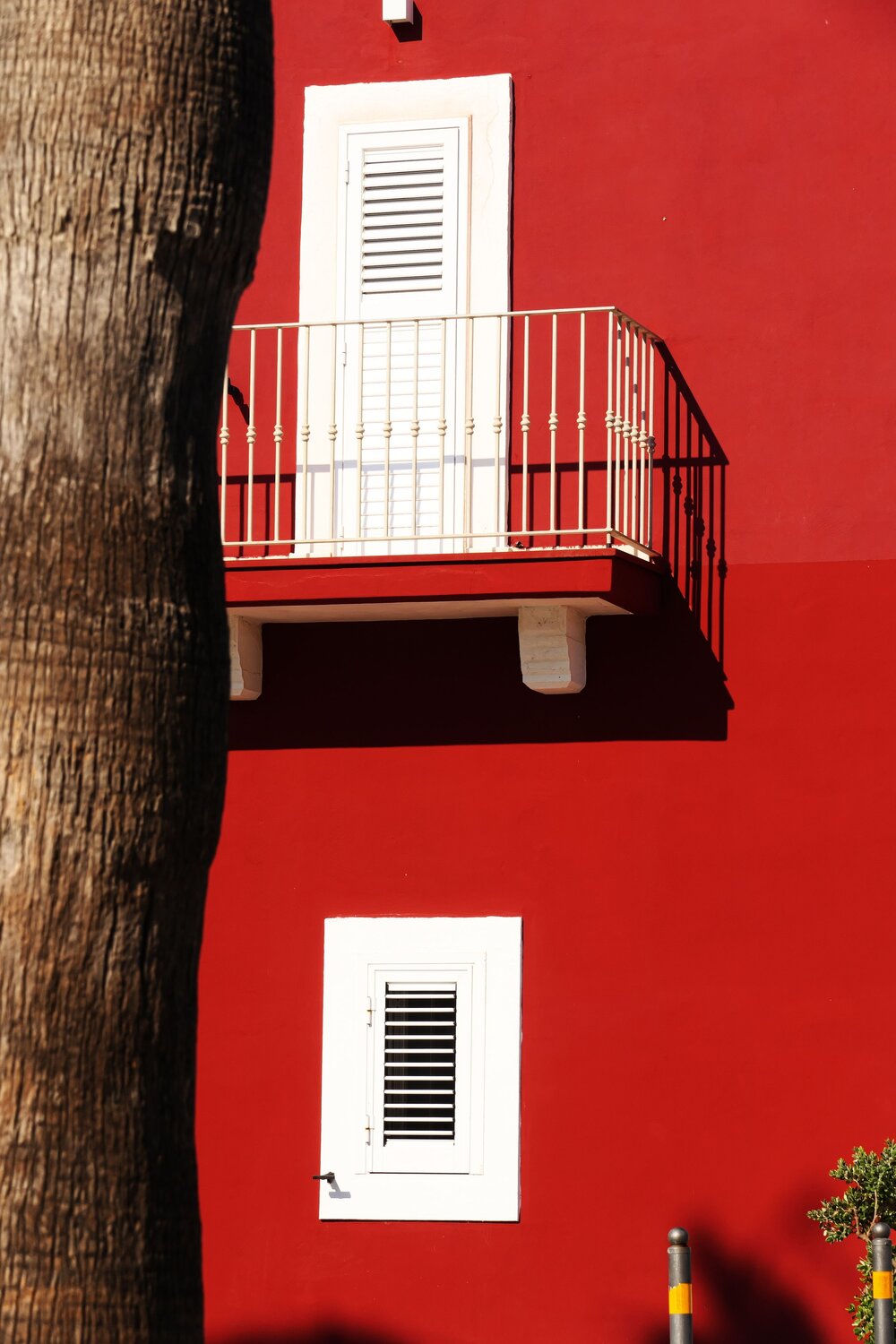 Colori d\'Agosto crepati da un albero.