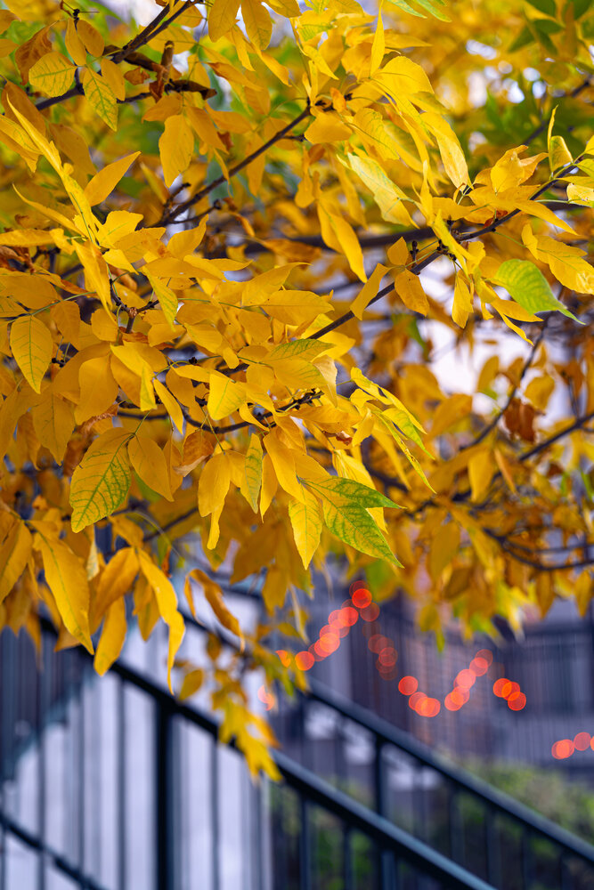 Golden Canopy of Autumn