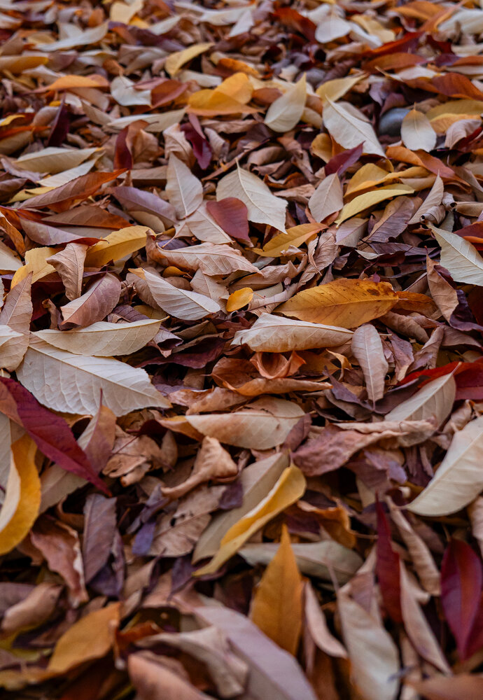 Tapestry of the Autumn Ground