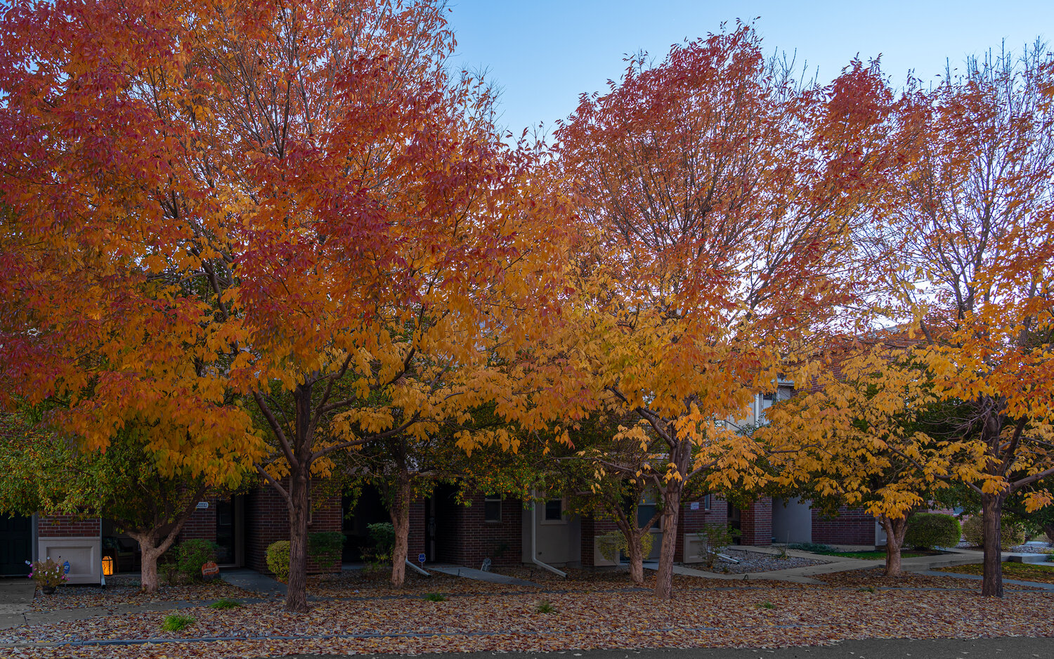 Autumn\'s Crimson Canopy