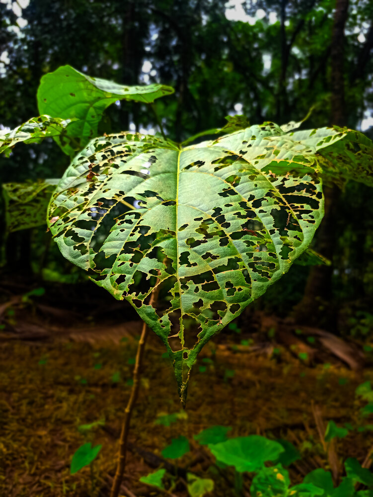 Survival art.