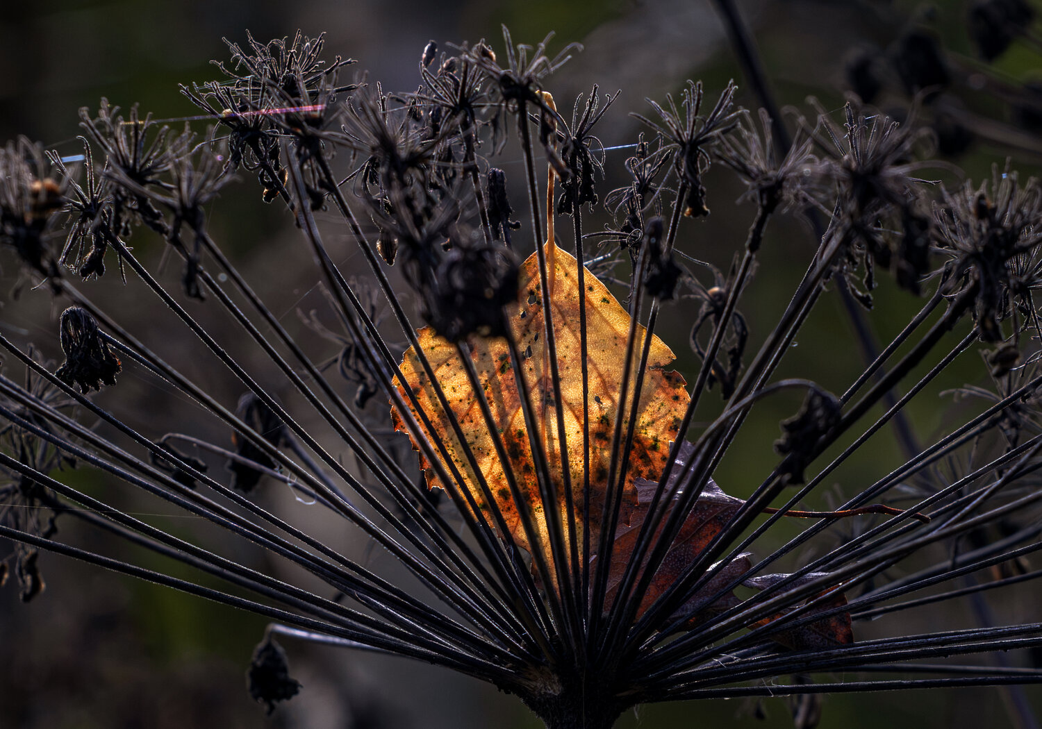 Photo #14084619