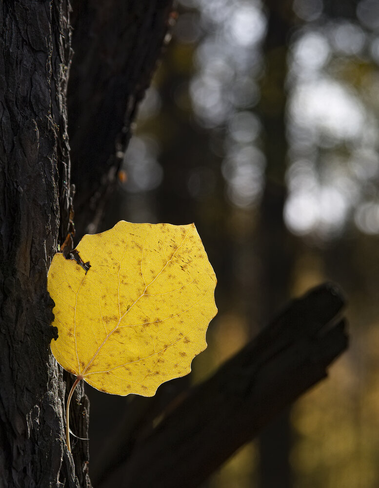 Photograph by Федюков Алексей