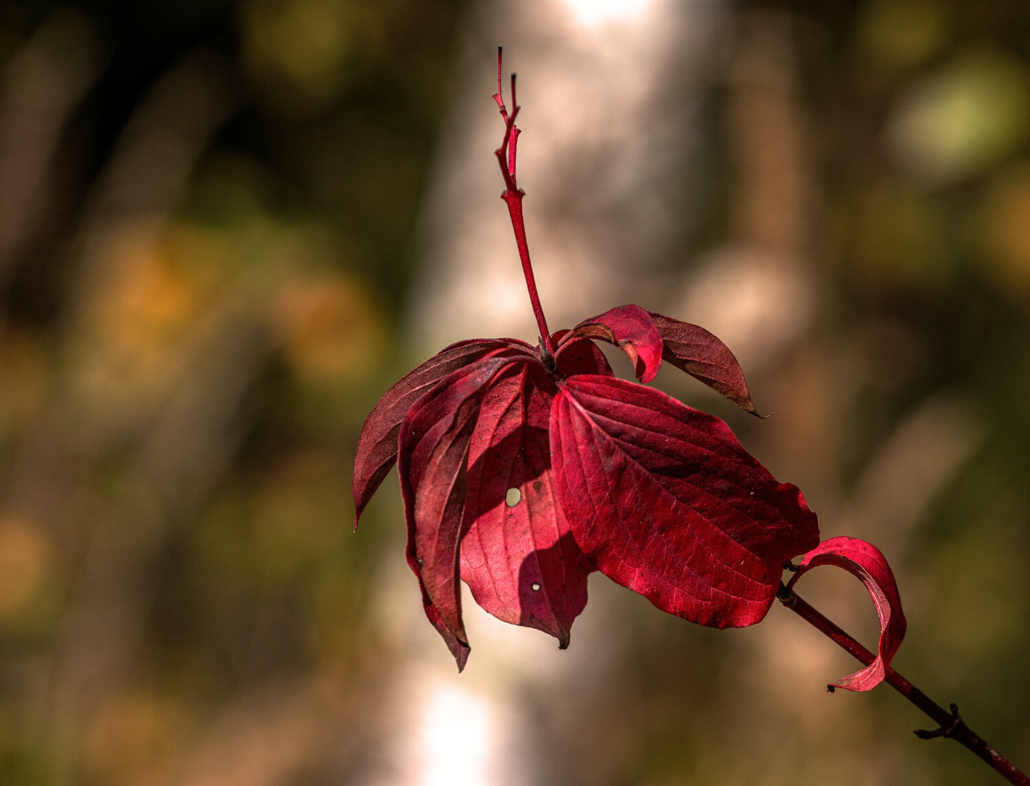 Photo #14084649