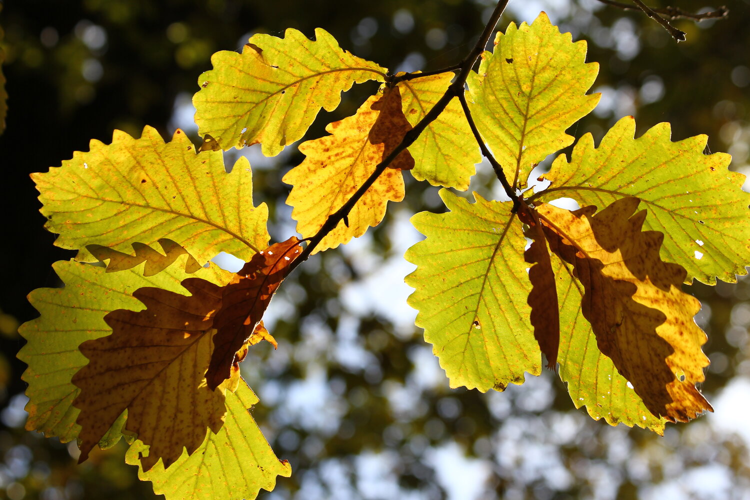 Photo #14084762