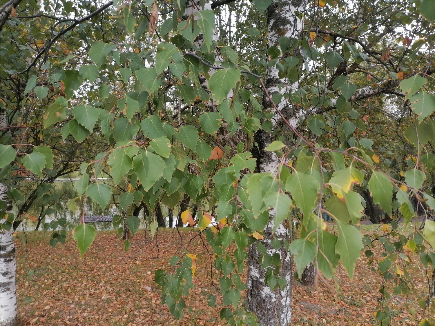 Photo #14084766