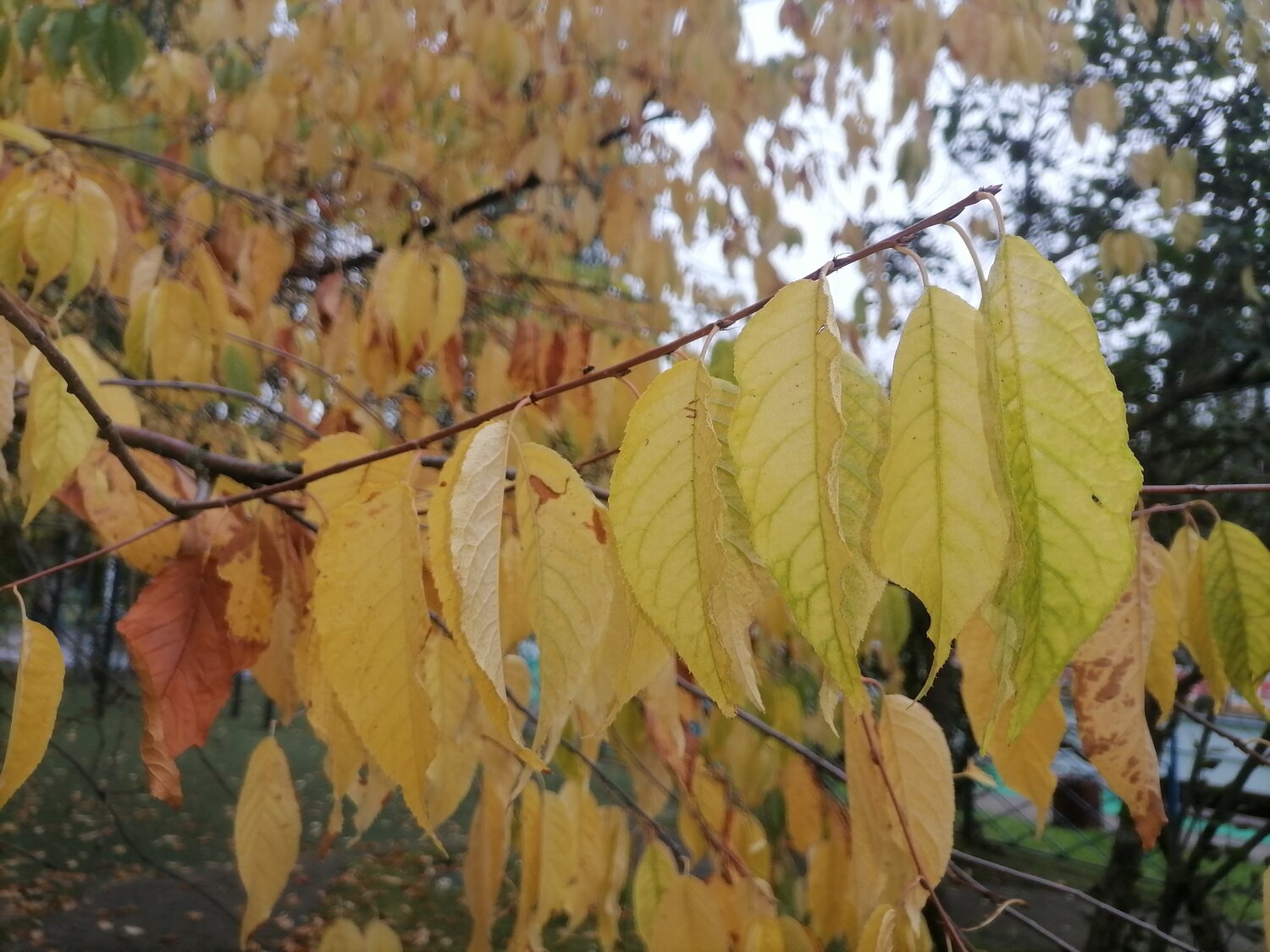 Photo #14084784