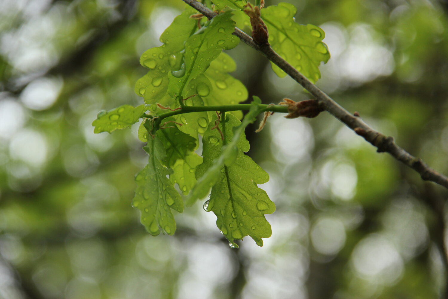 Photo #14084788