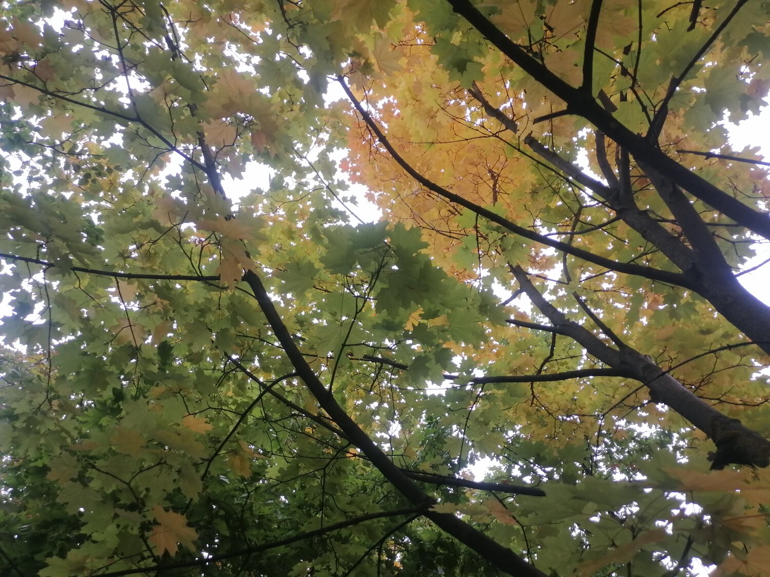 Photo #14084792