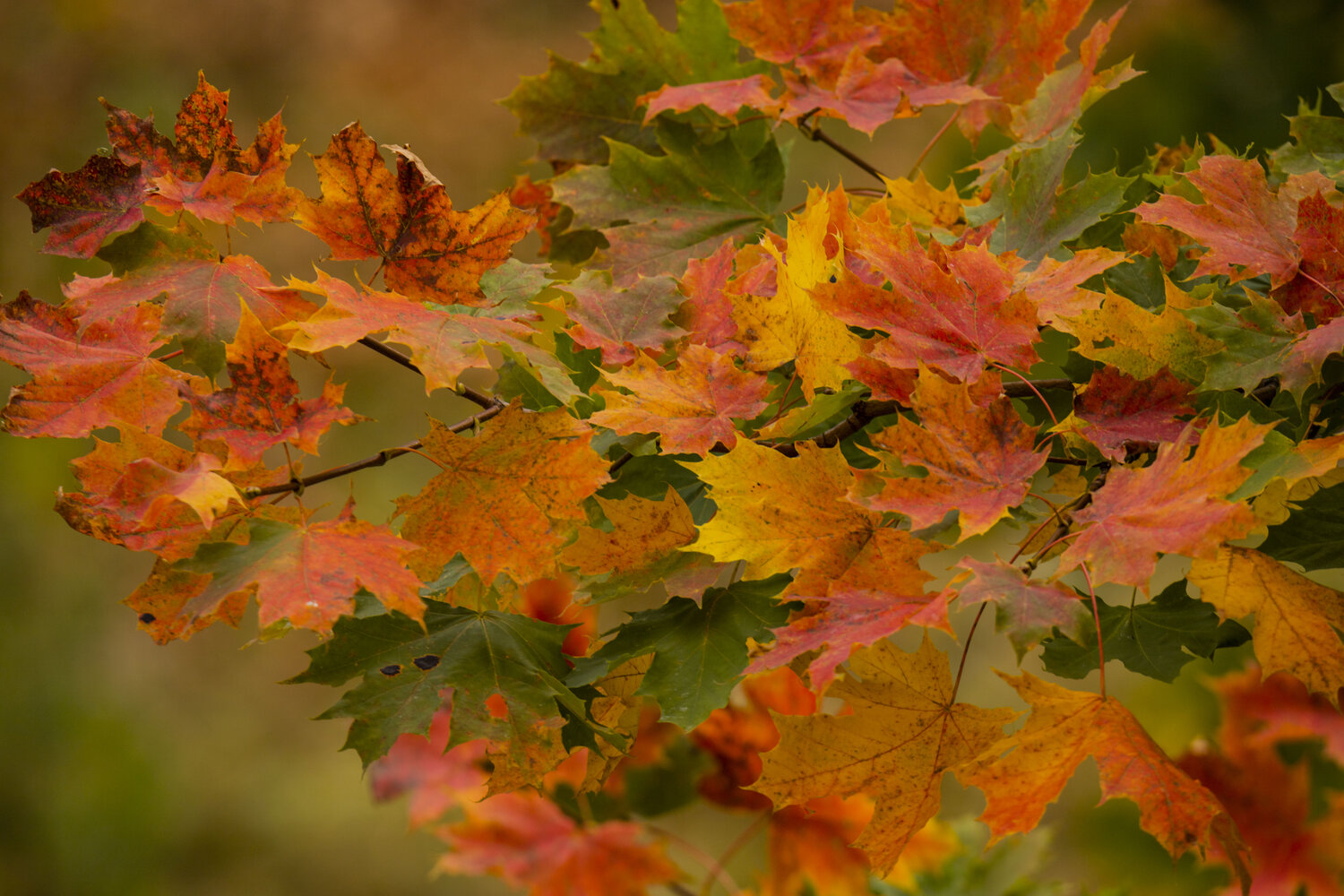 Photo #14084797