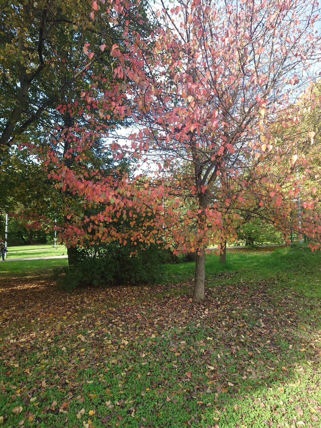 Photo #14084839