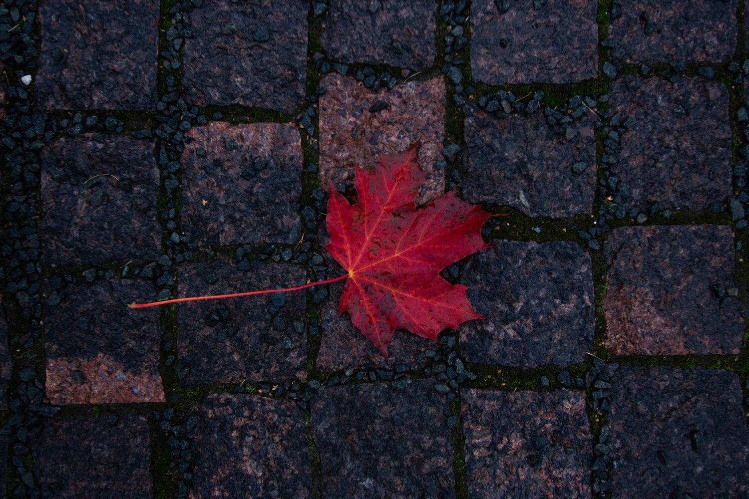 Photo #14084908