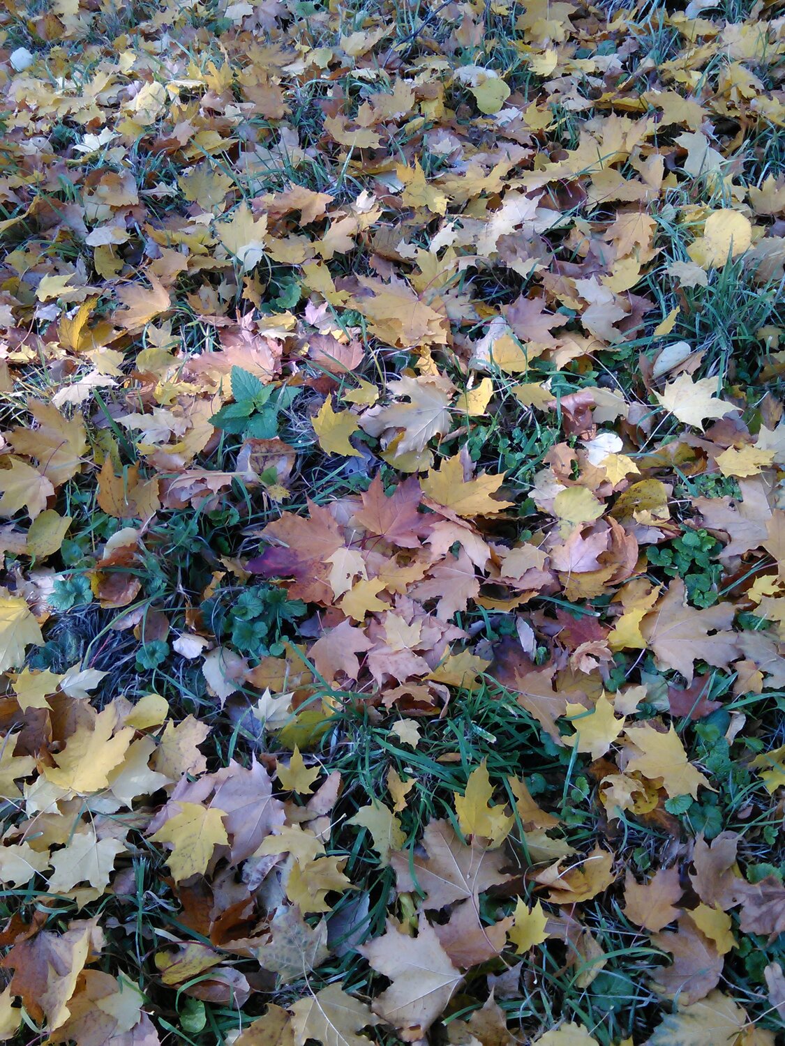 Photo #14084985