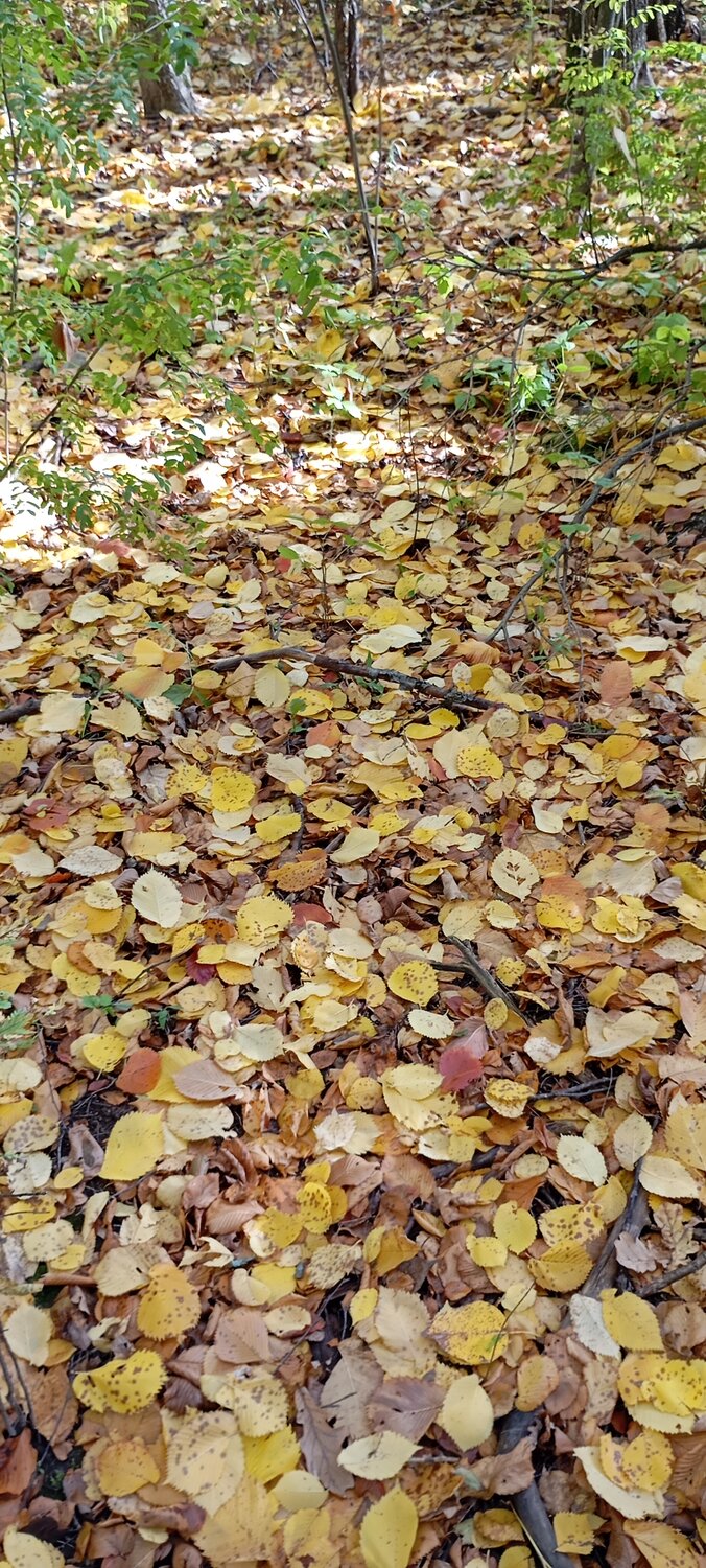 Photo #14084993