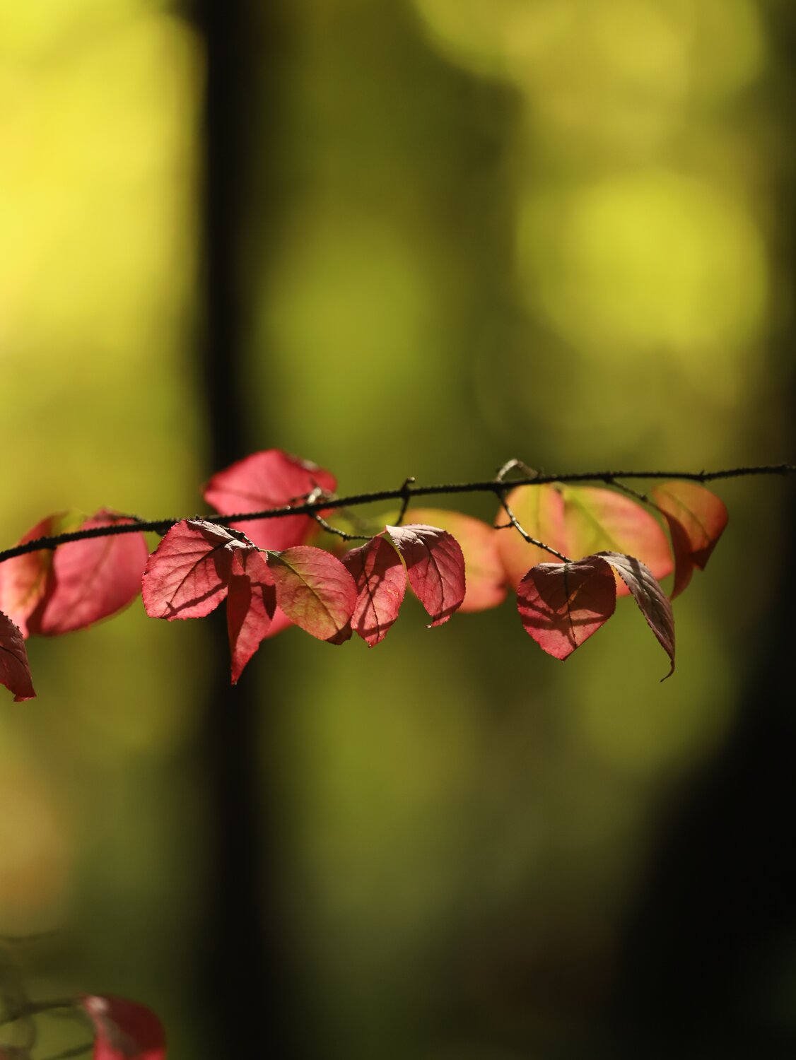 Photo #14085026
