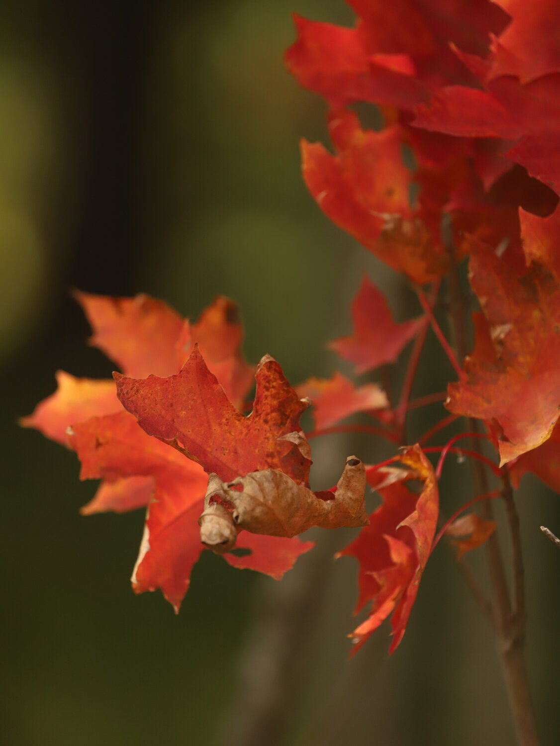 Photo #14085027