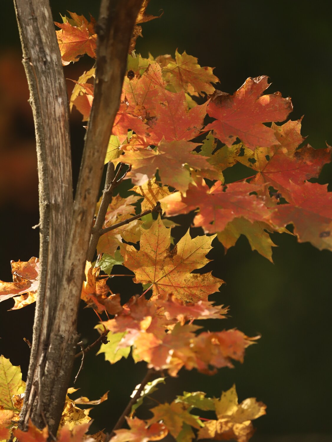 Photo #14085029