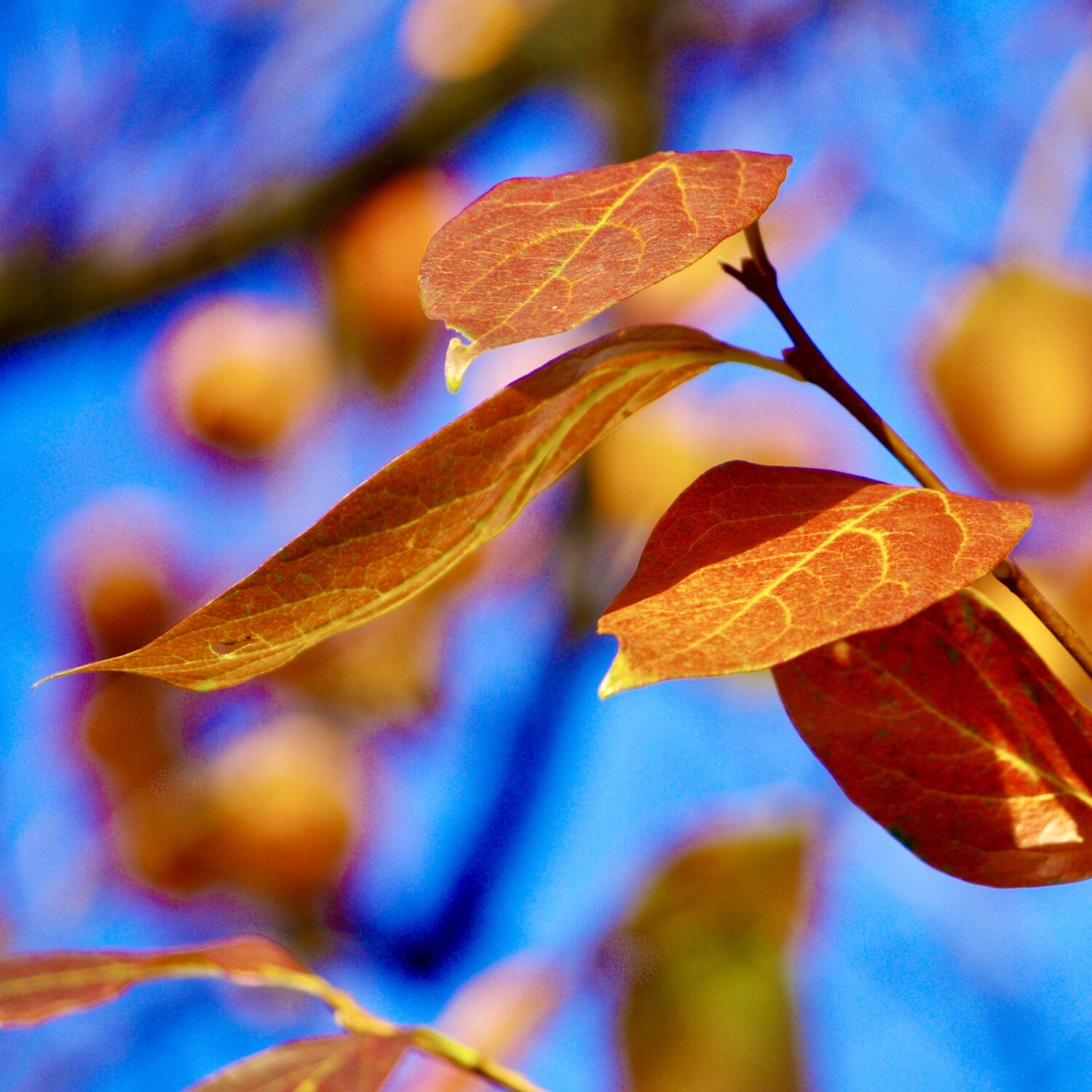Photo #14085057