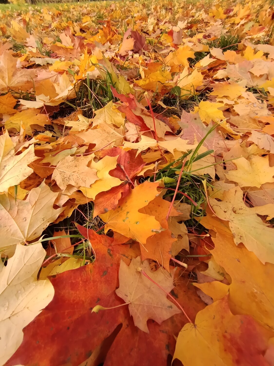 Photo #14085064
