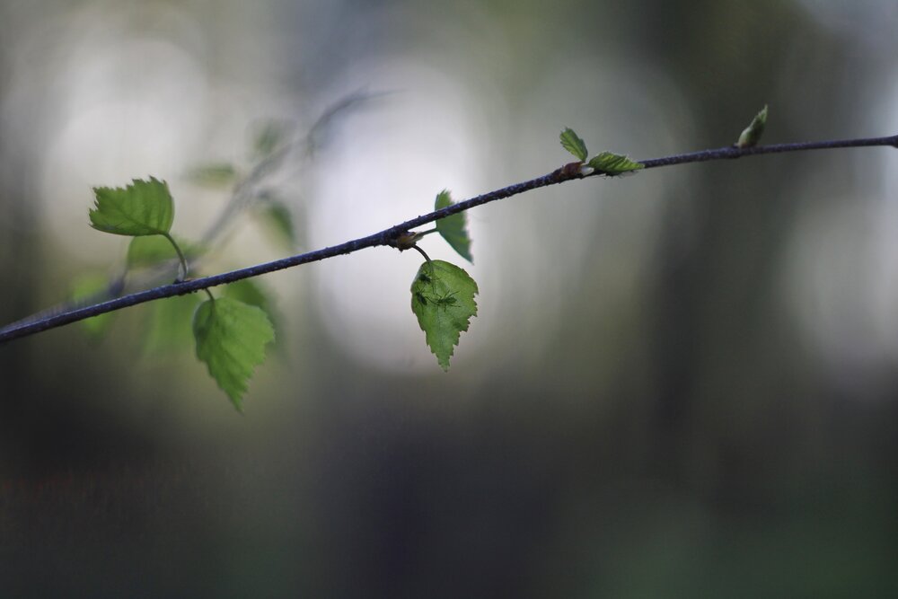 Photograph by Инна Карасева