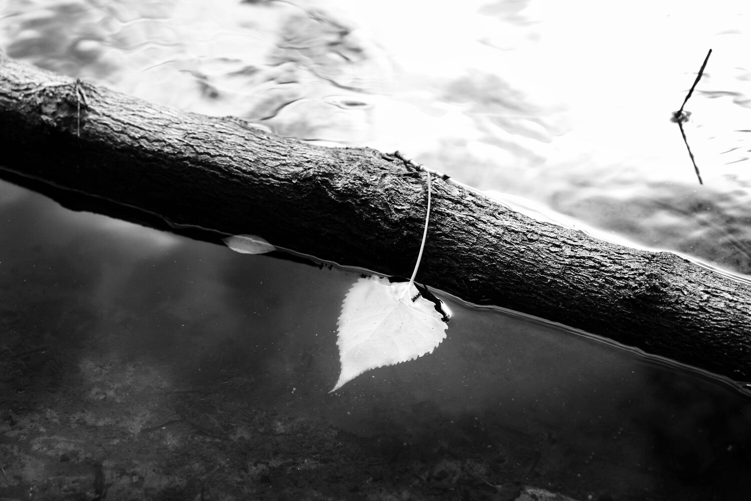 Photo #14085233