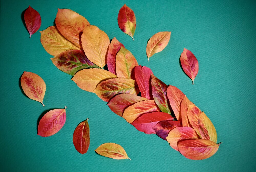 An Autumn plait