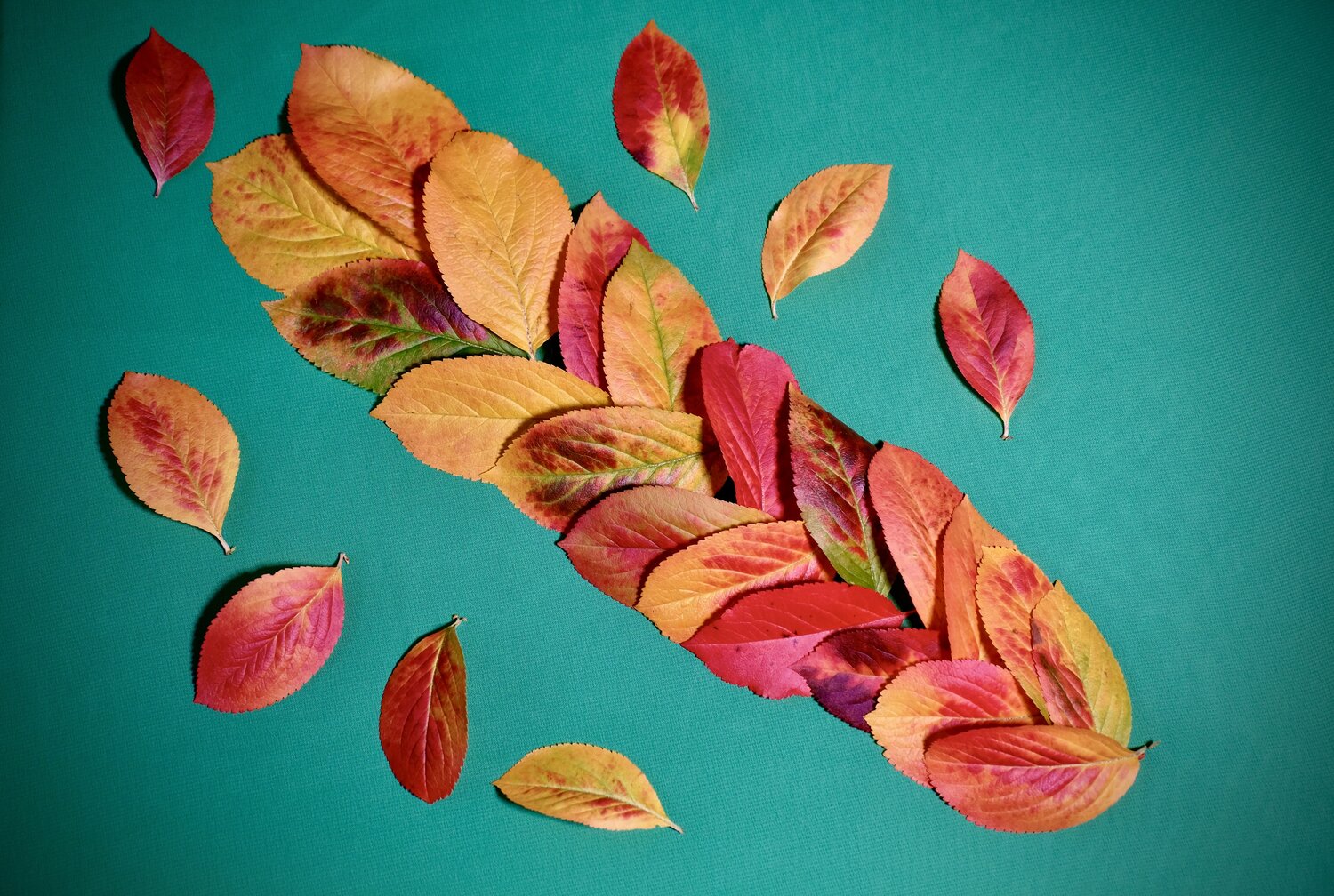 An Autumn plait