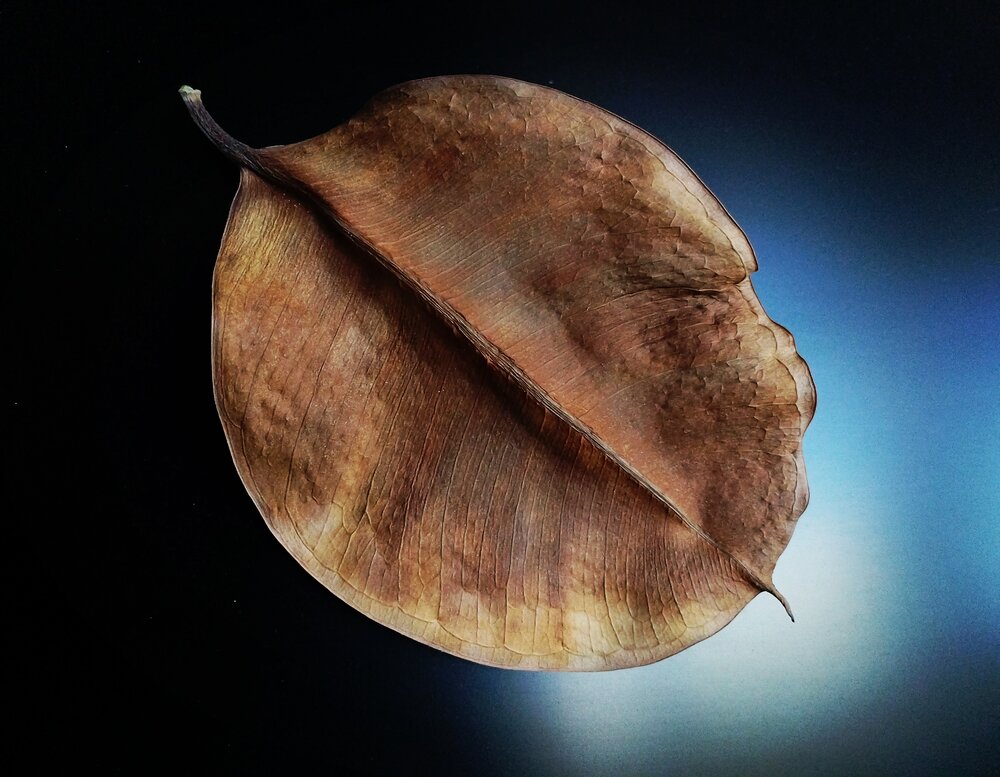Photograph by Елена Эйнова