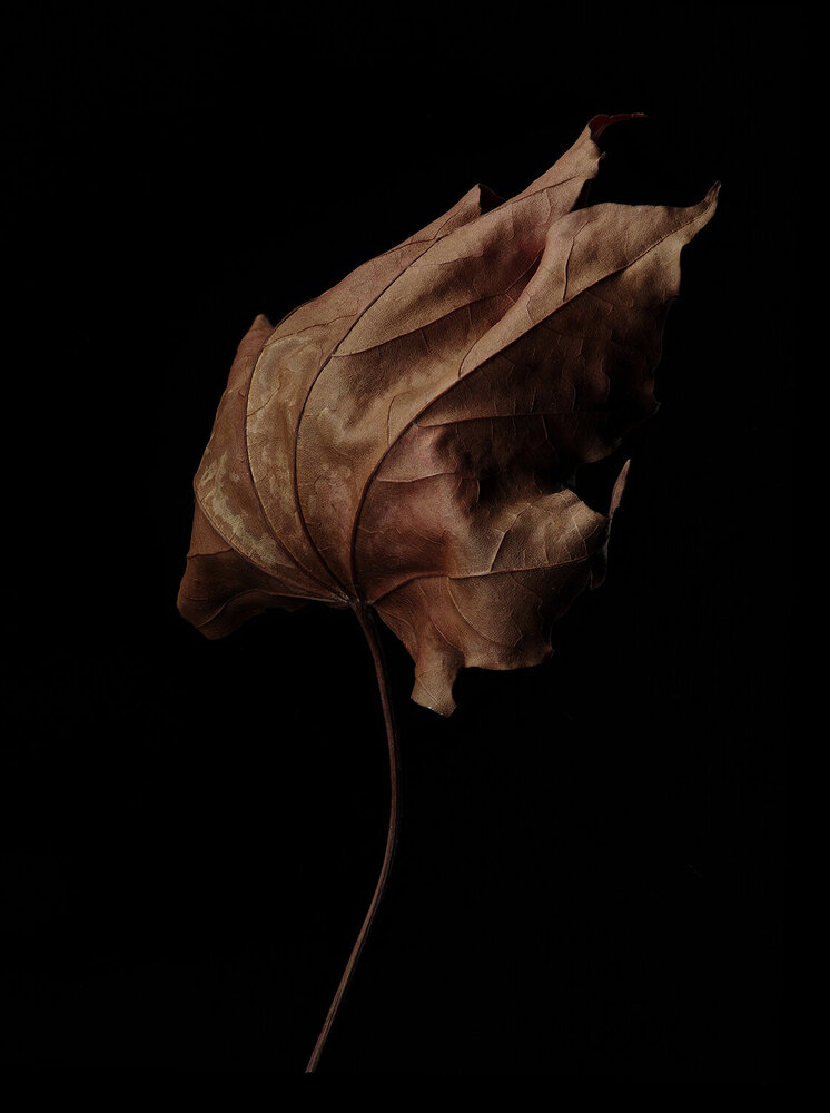 Photograph by Игорь Сахаров