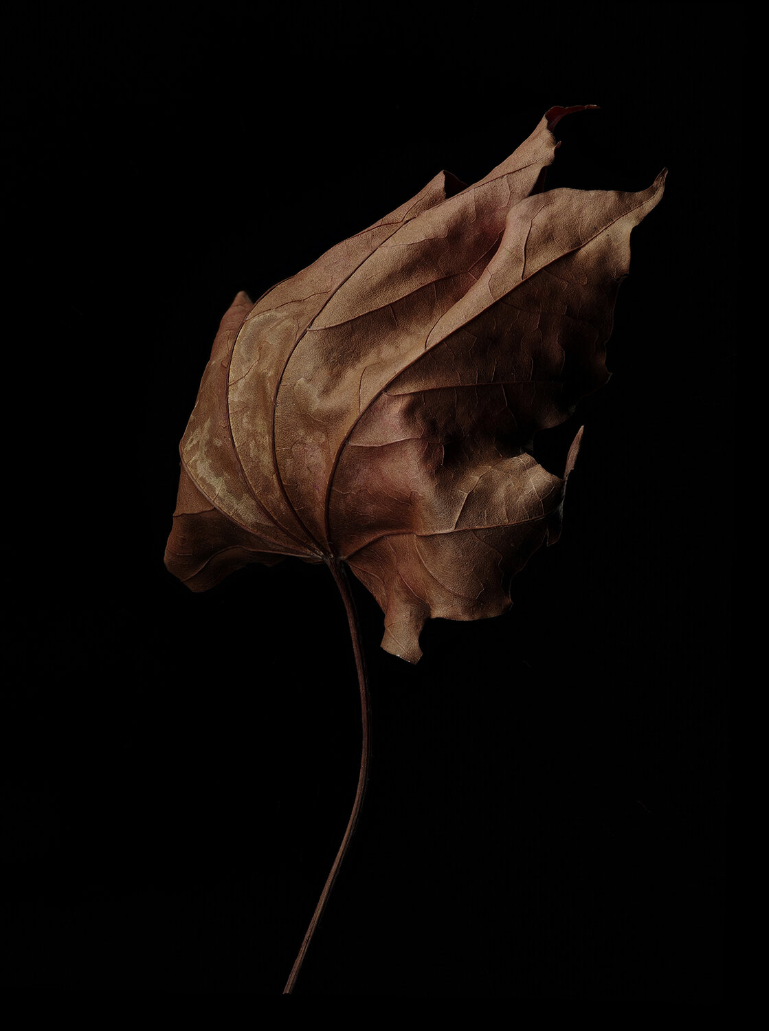 Photo #14085372