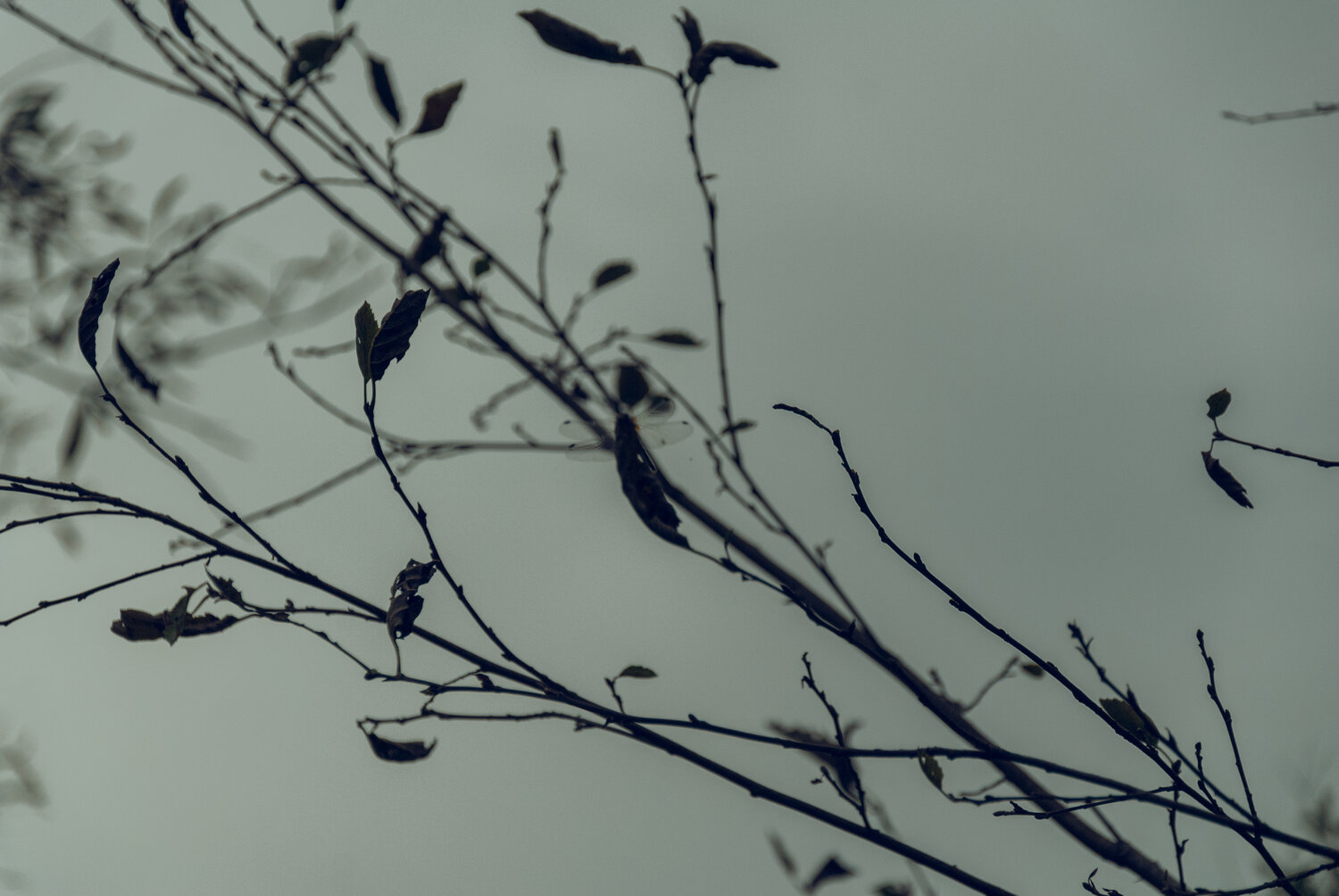 Photo #14085385