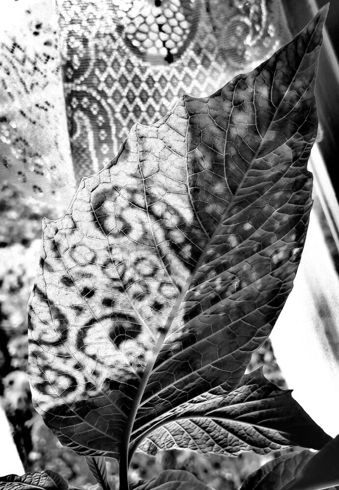 Photograph by Елена Эйнова