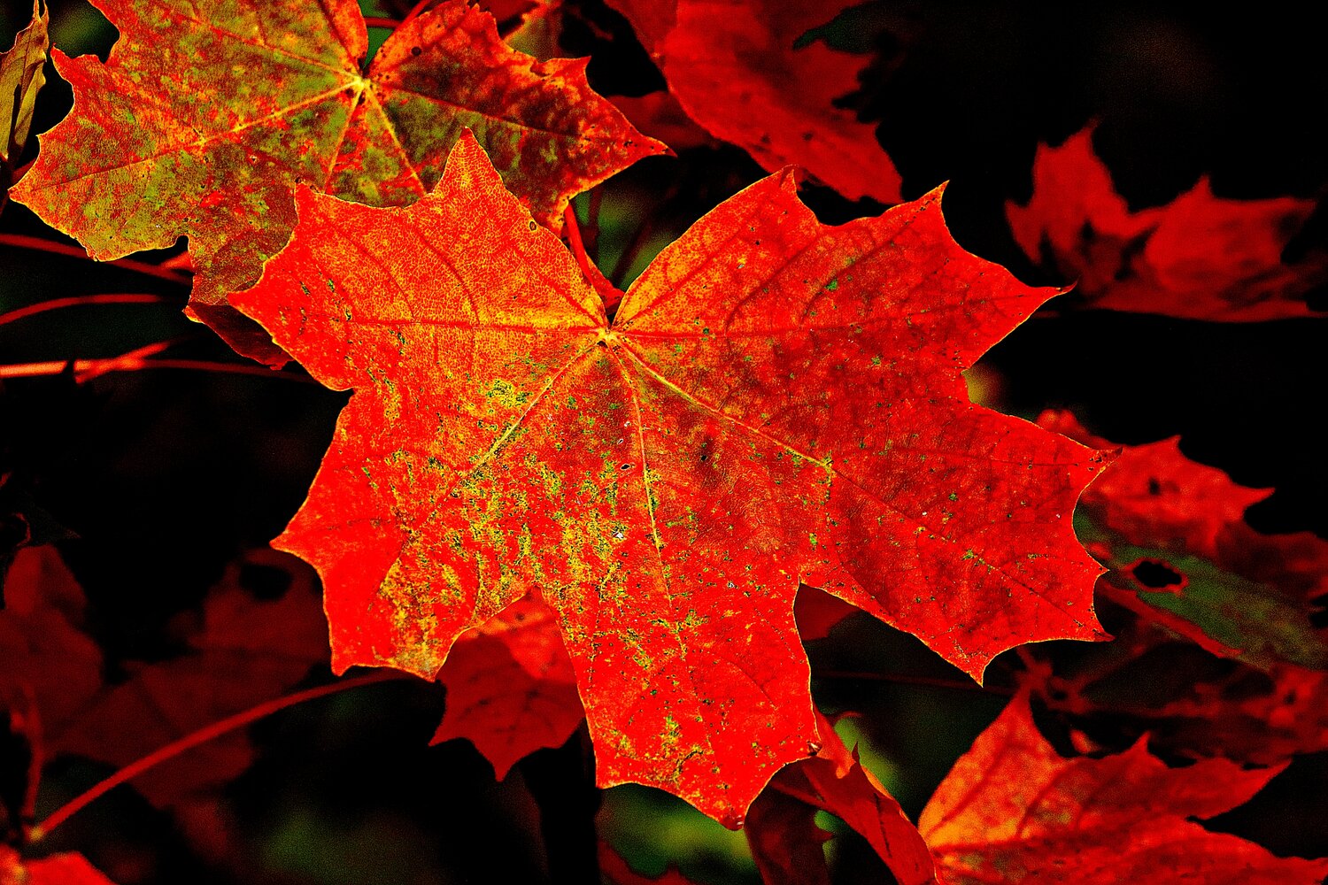 Photo #14085403