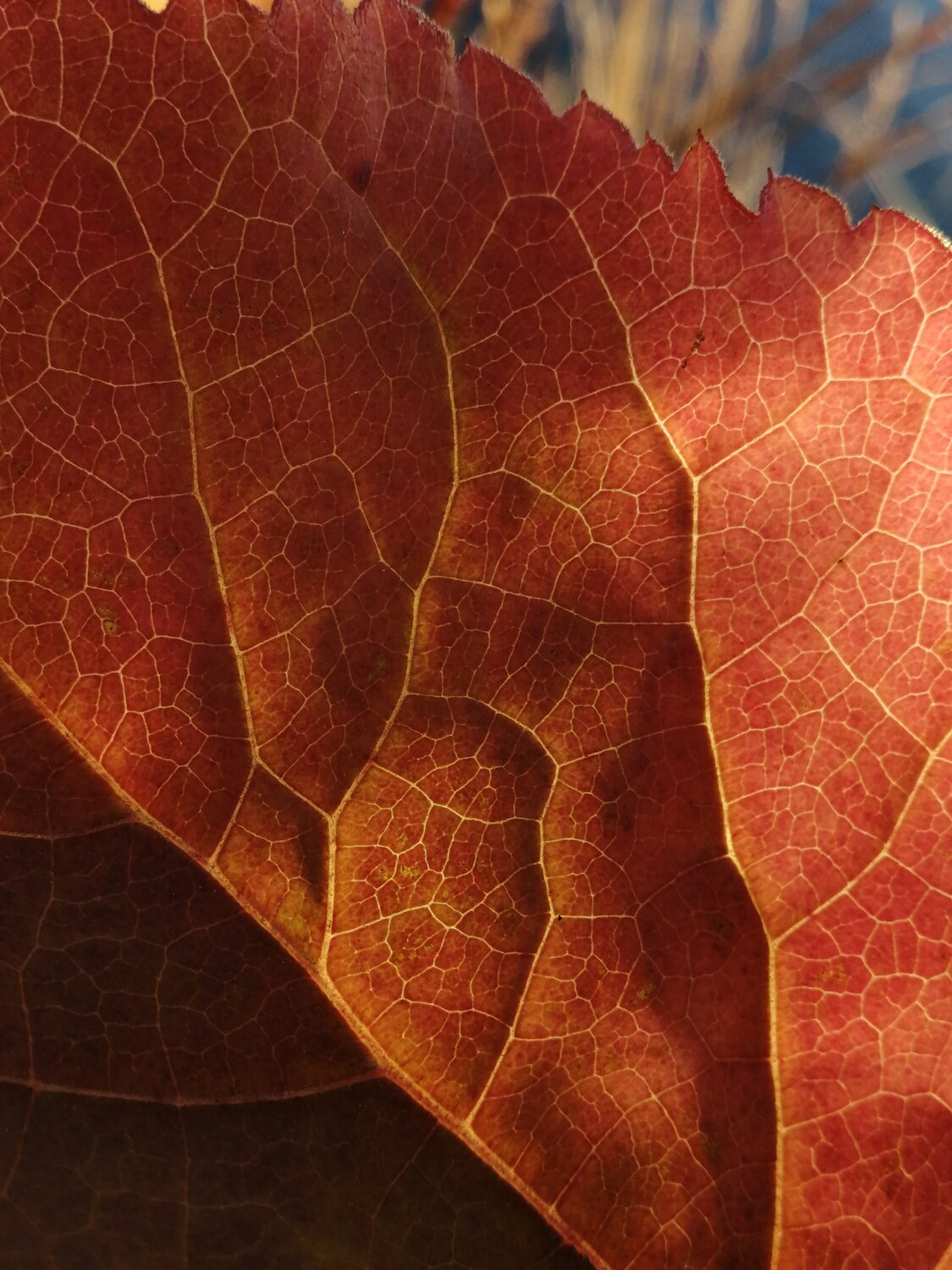 Photo #14085416
