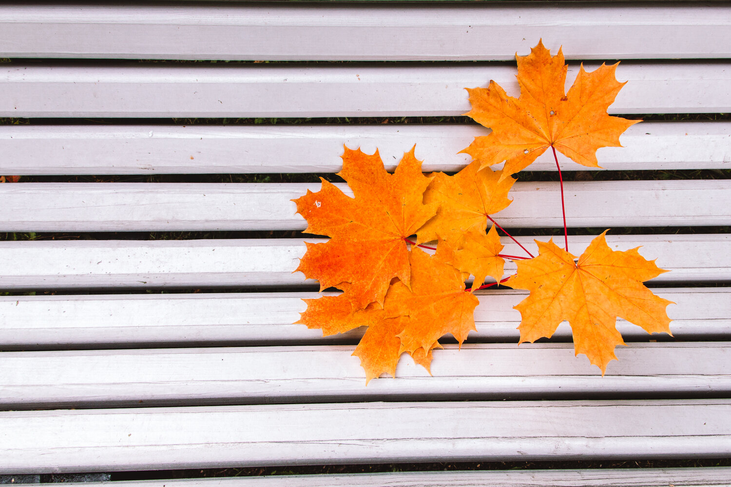 Photo #14085422