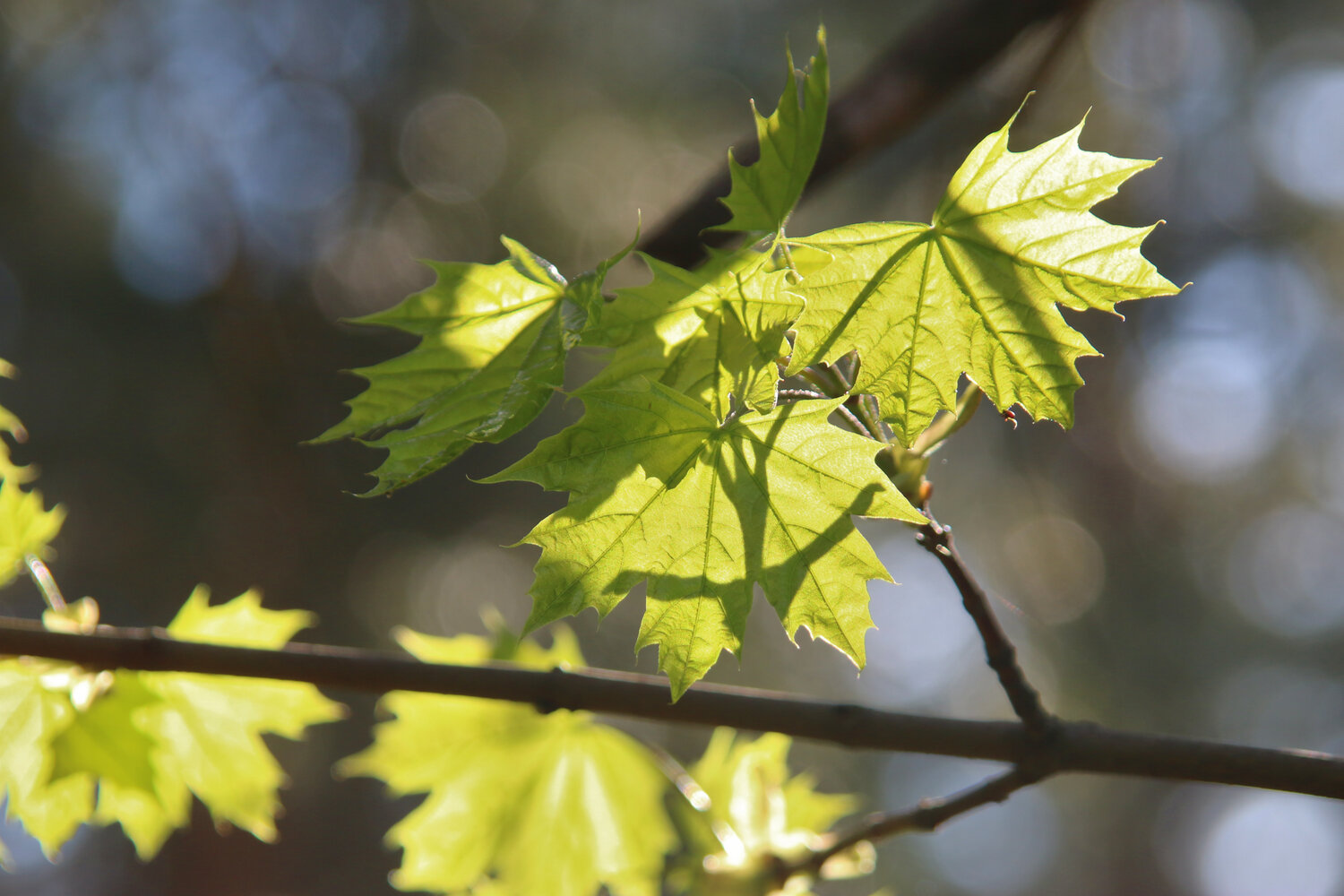 Photo #14085430