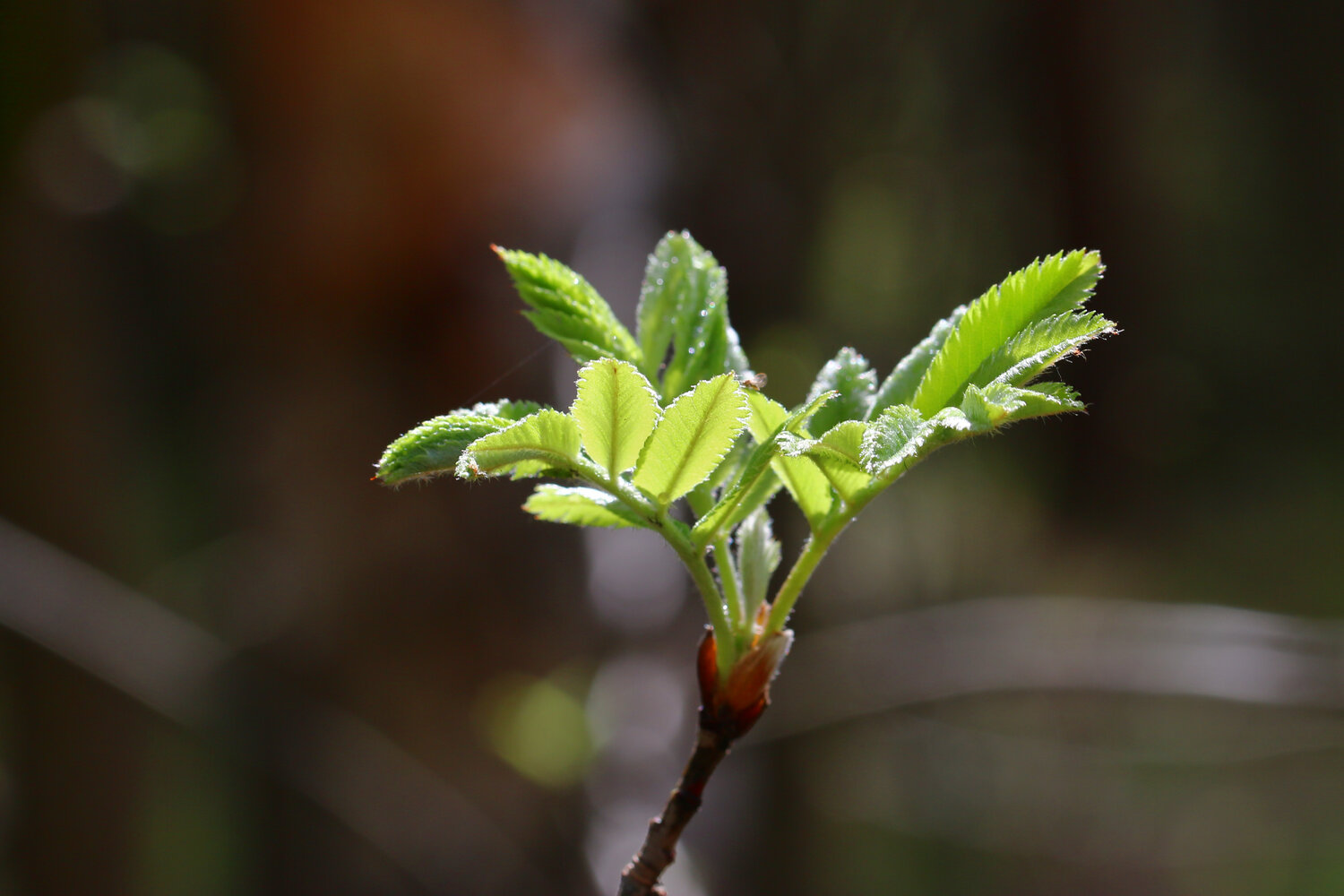 Photo #14085432