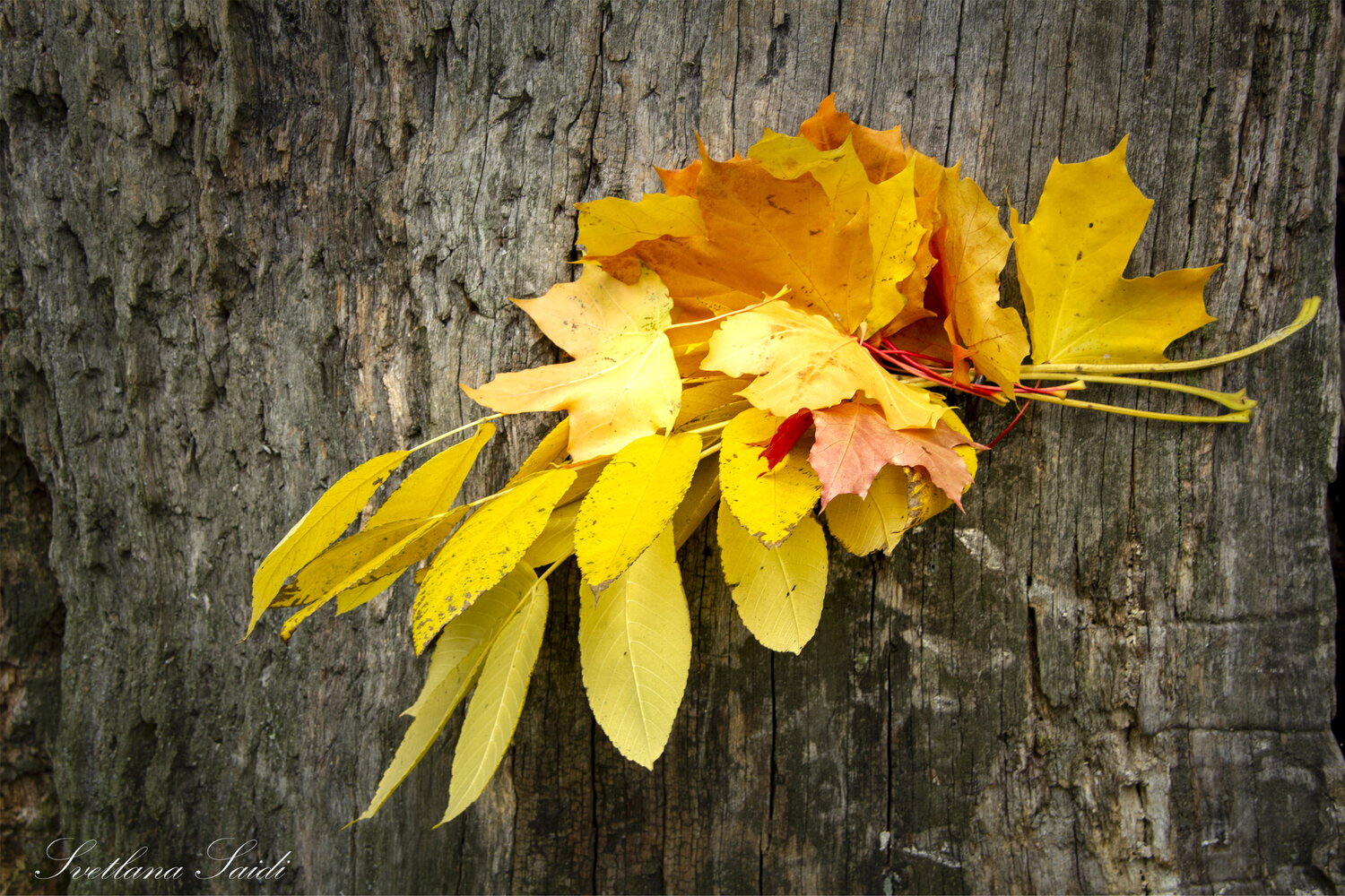 Photo #14085449