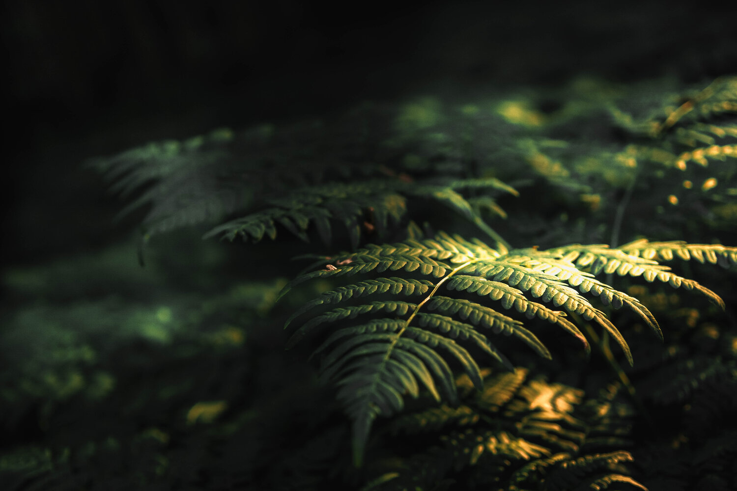 Photo #14085452