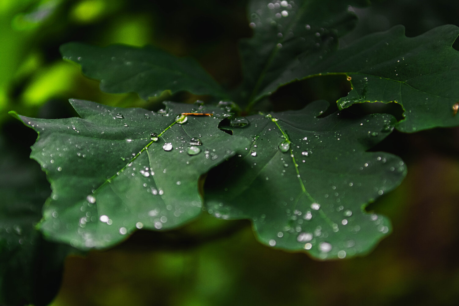 Photo #14085453