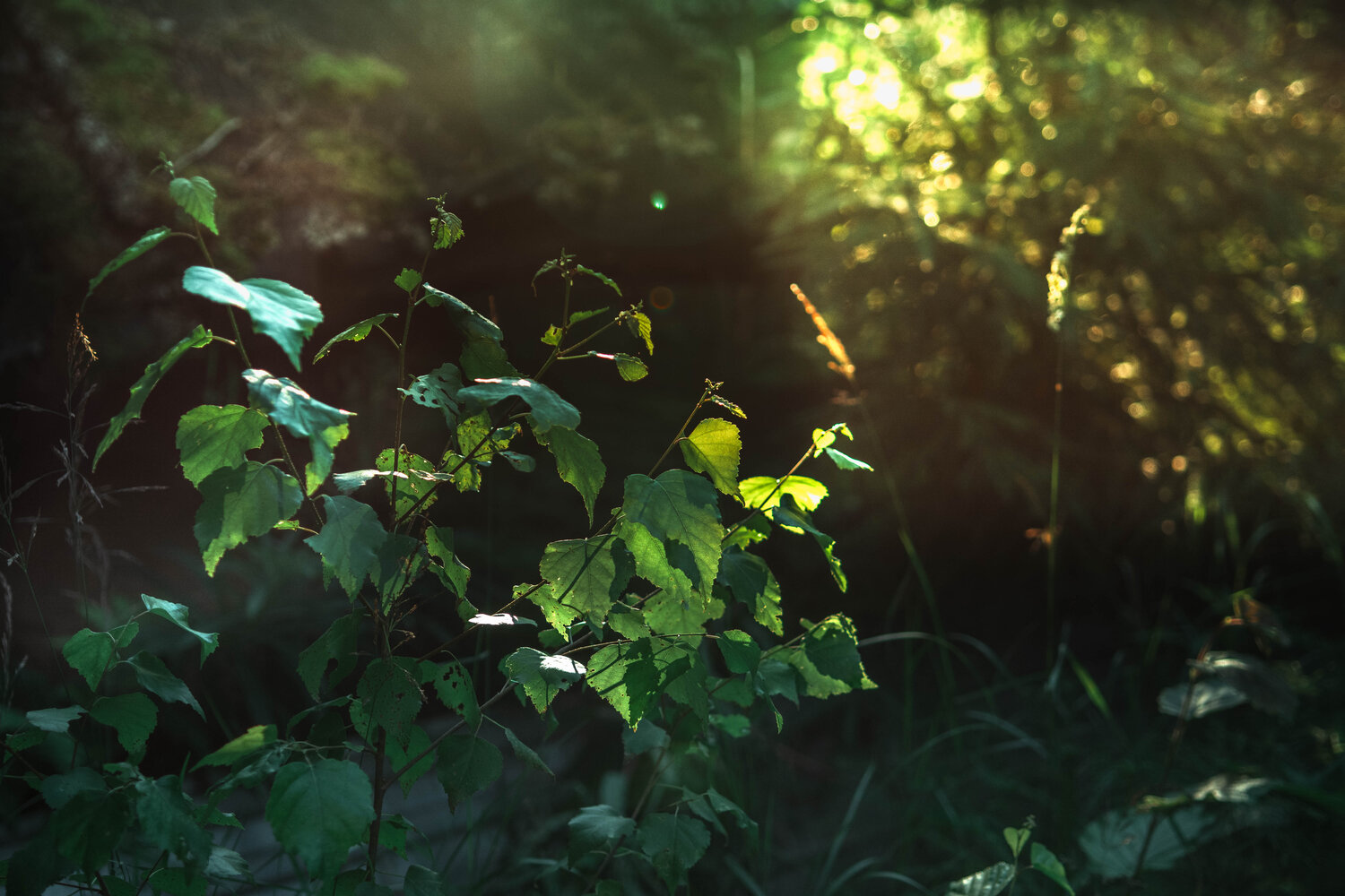 Photo #14085454