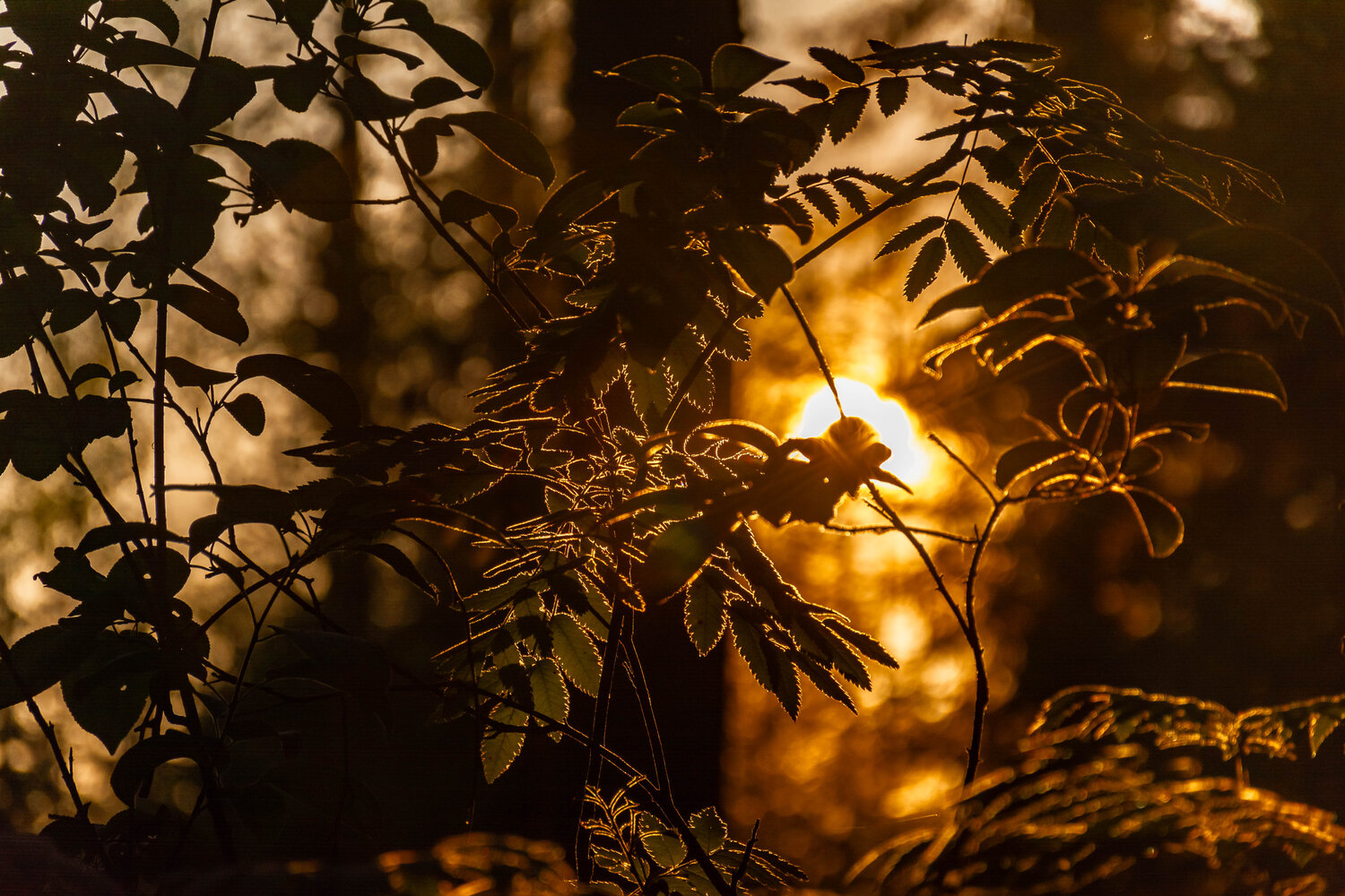 Photo #14085474