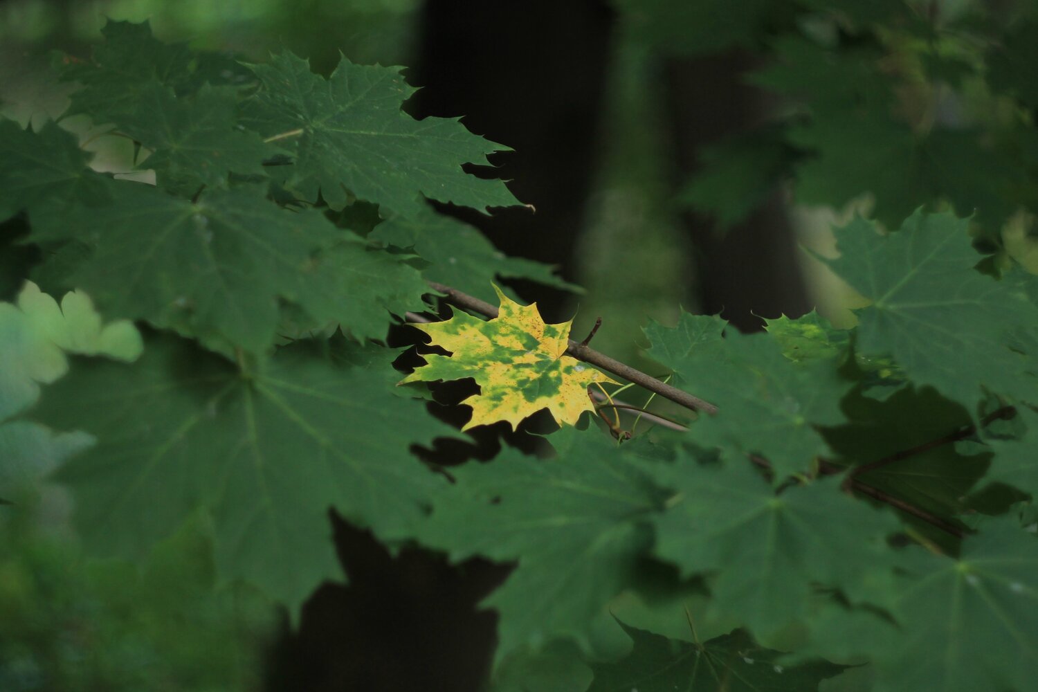 Photo #14085482